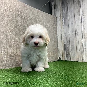 Maltipoo dogs Megan - Ad 7