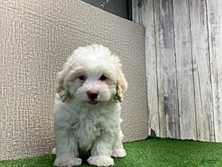 Maltipoo dogs Megan - Ad 7