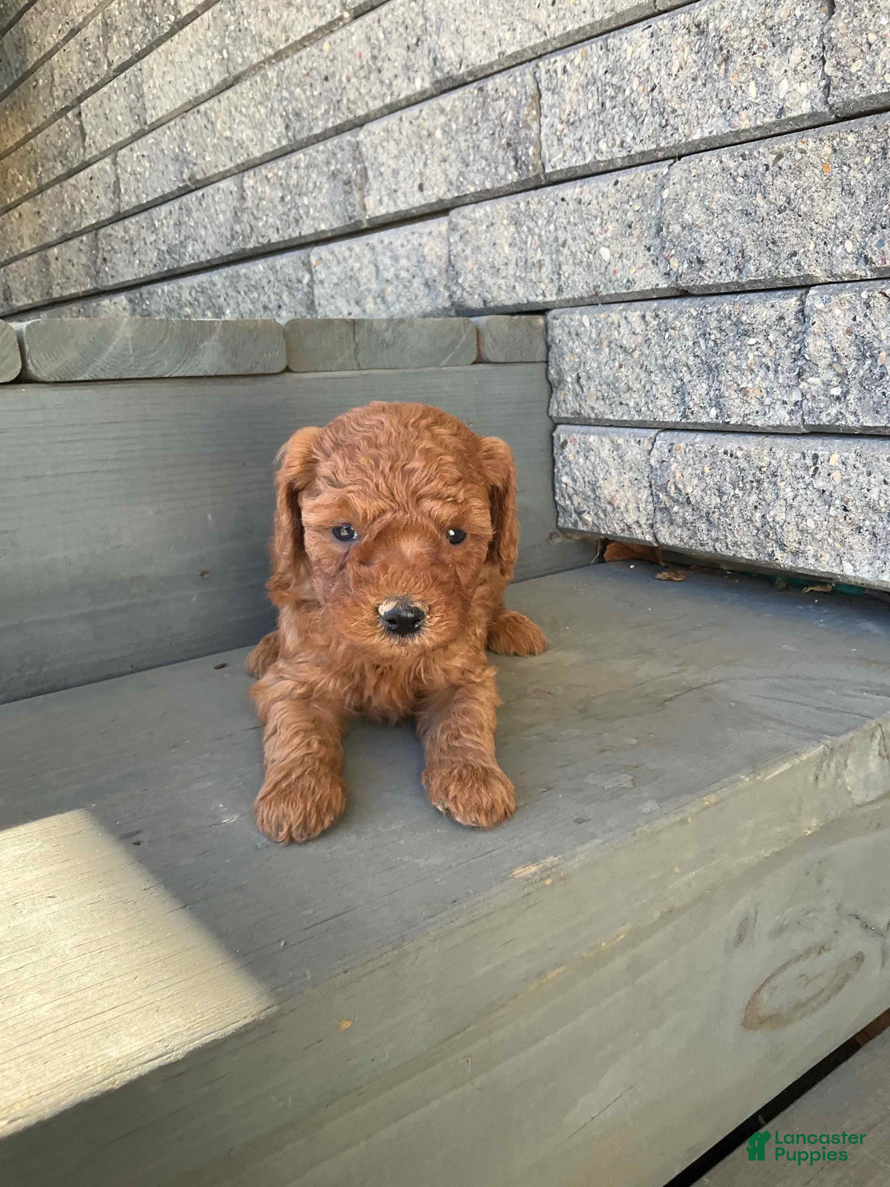 Mini Goldendoodle dogs Bella - Ad 2