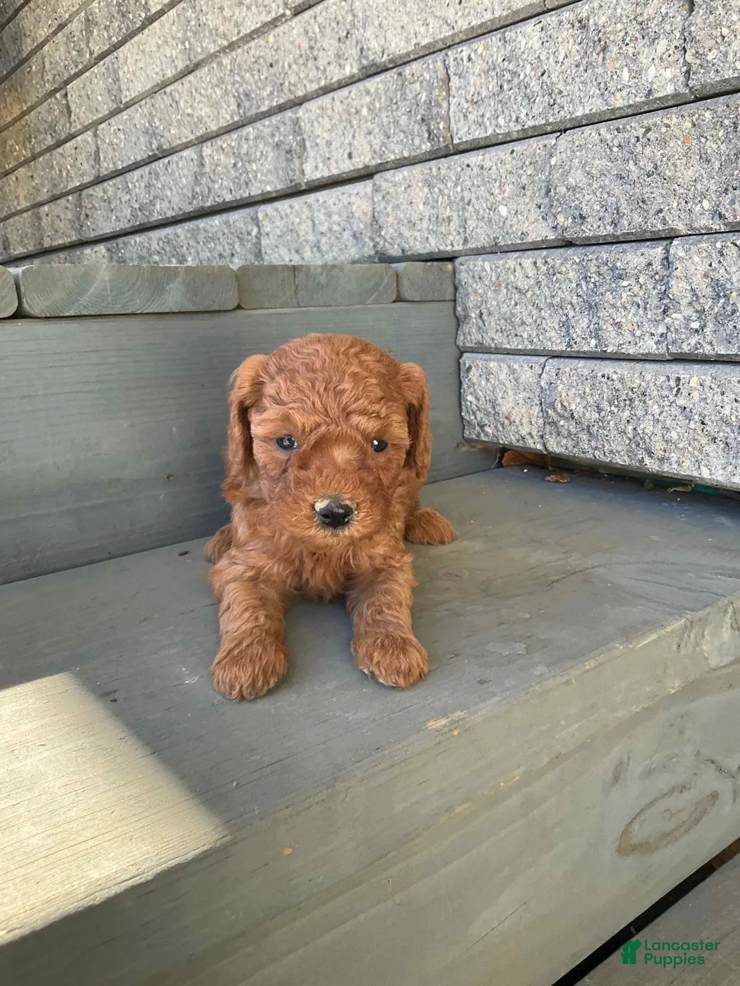 Mini Goldendoodle dogs for sale: Bella - Ad 2