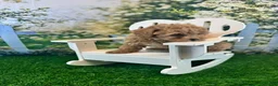 Maltipoo dogs for sale: Georgia - Ad 5