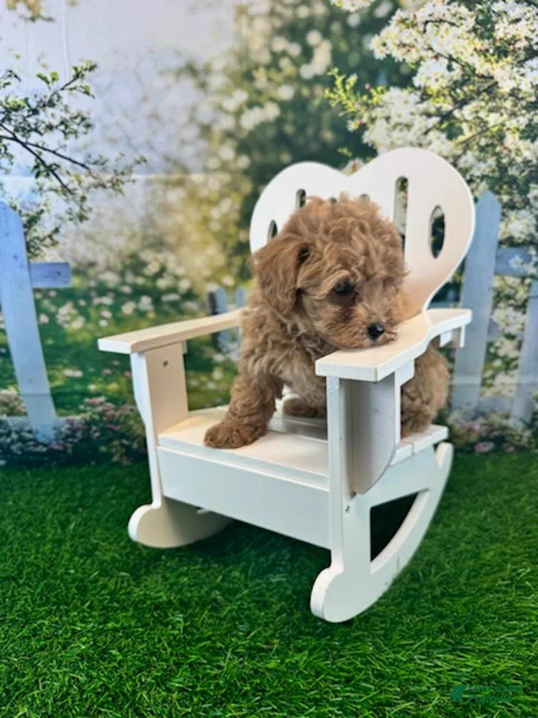 Maltipoo dogs for sale: Georgia - Ad 5