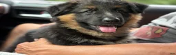 German Shepherd dogs for sale: Bear - Ad 5