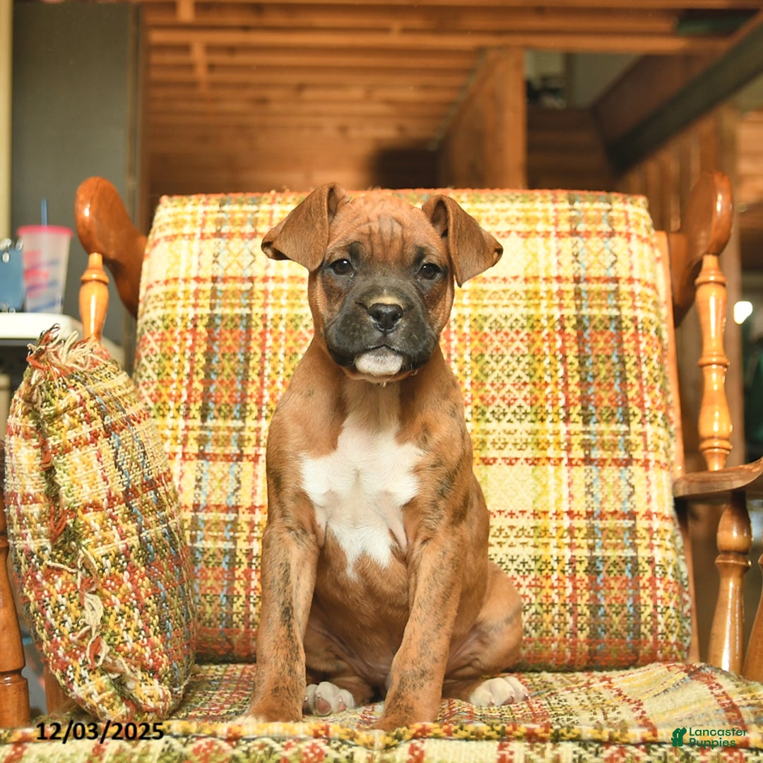 Boxer dogs for sale: Baldwin - Ad 3