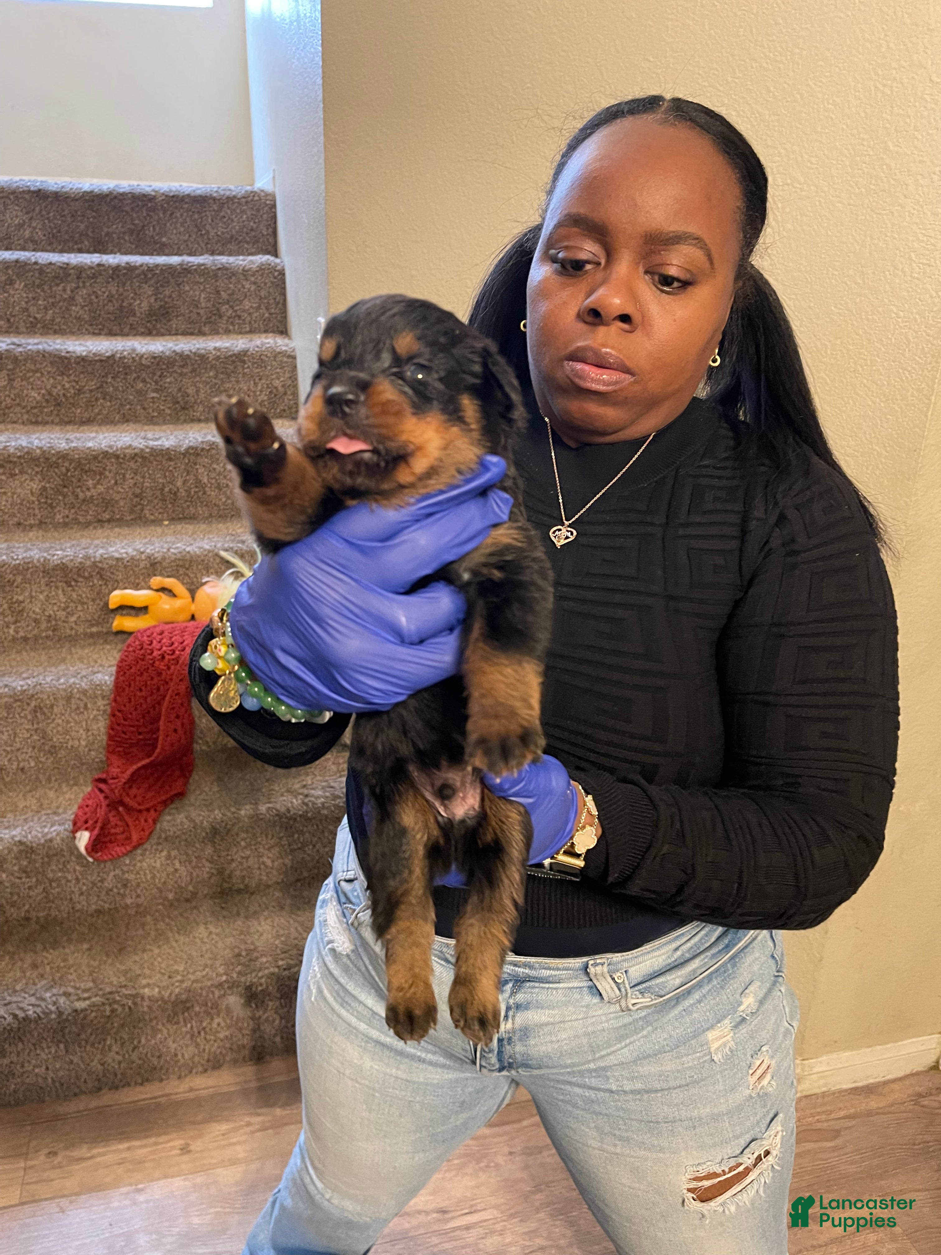 Rottweiler dogs Diesel - Ad 5