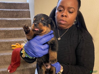 Rottweiler dogs Diesel - Ad 3