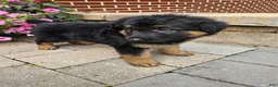 German Shepherd dogs for sale: Shep - Ad 2