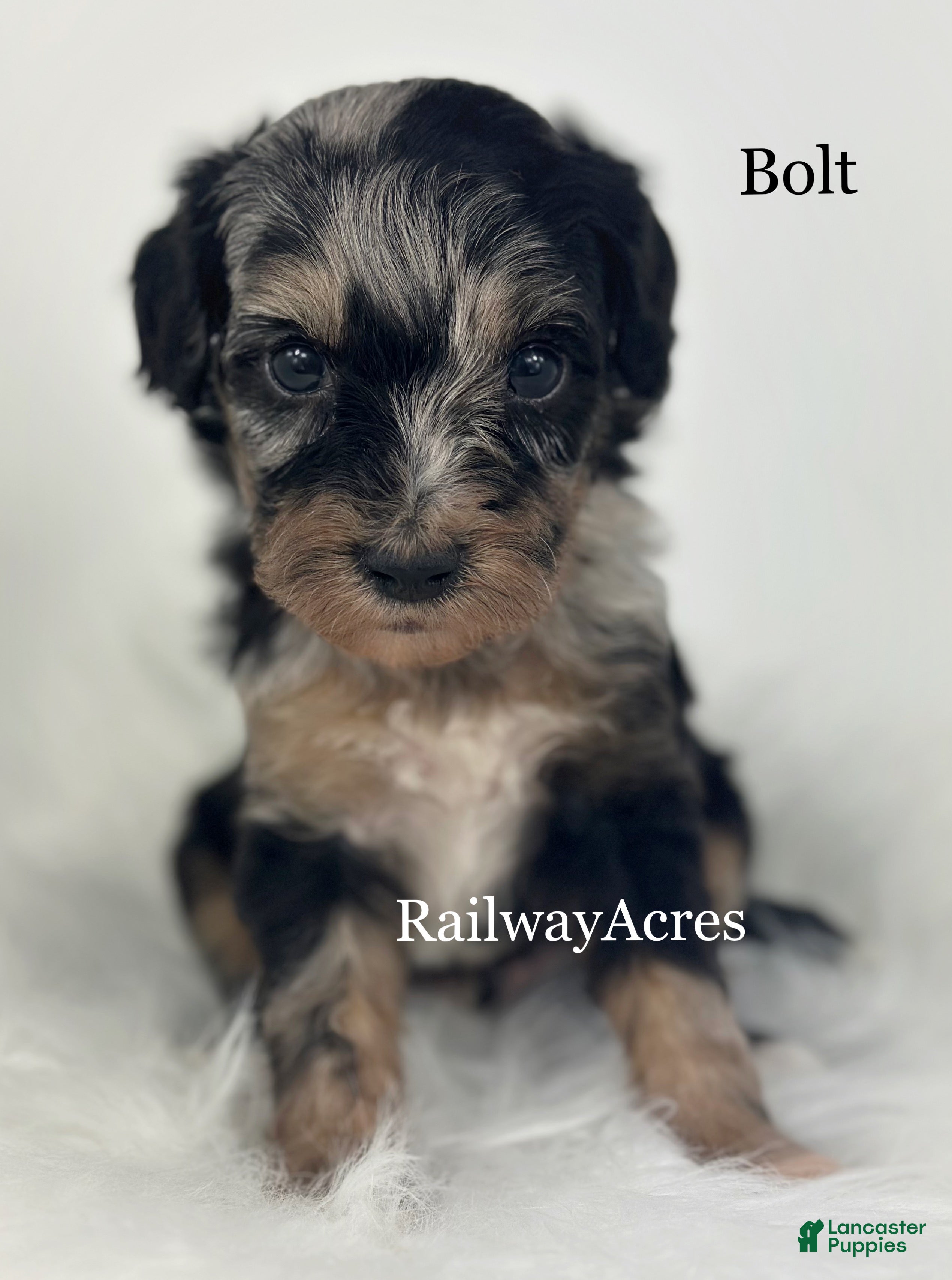 Goldendoodle dogs Bolt - Ad 28