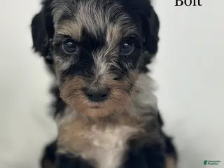 Goldendoodle dogs Bolt - Ad 28