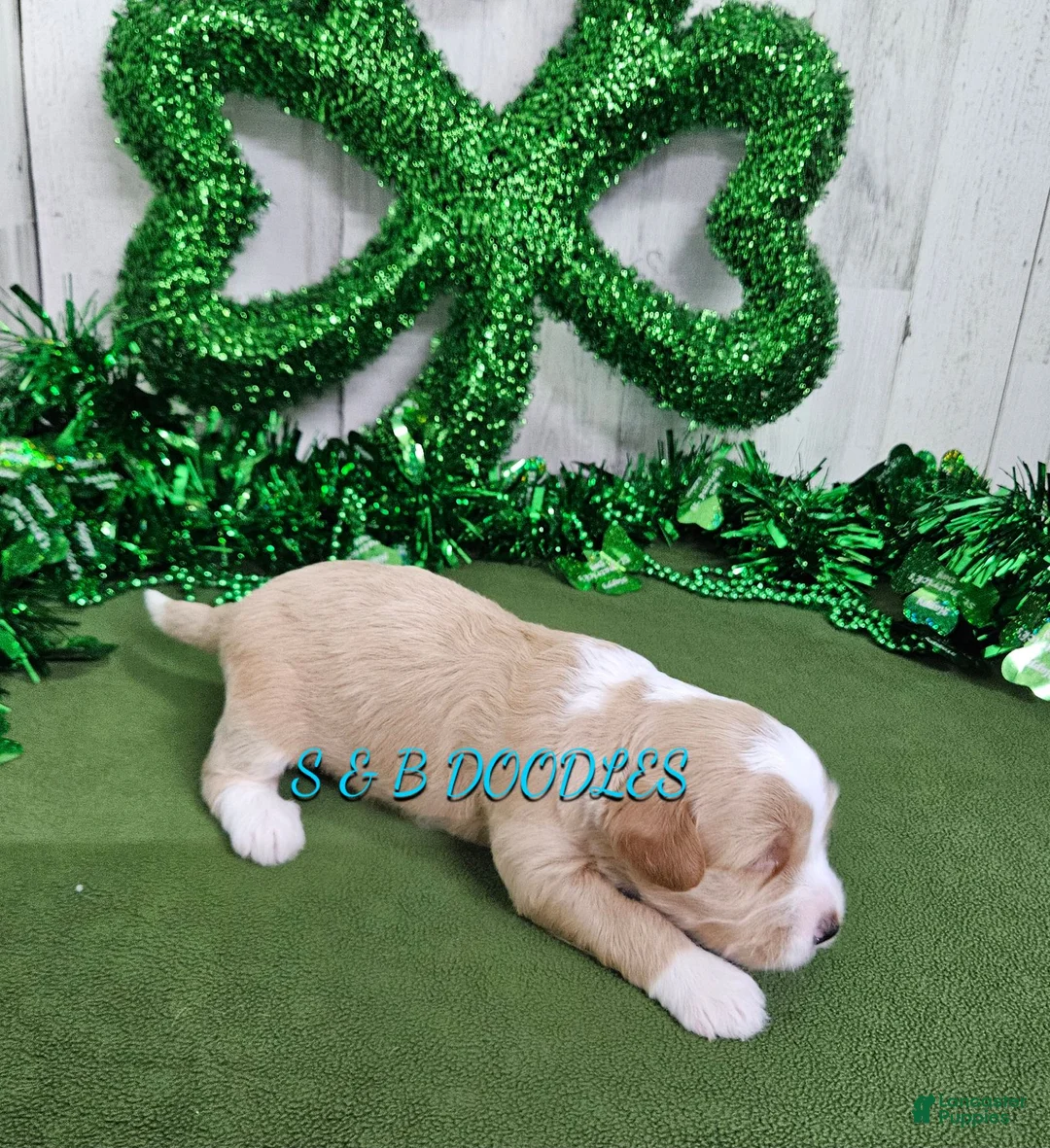 Mini Bernedoodle dogs for sale: F1b Riley - Ad 2