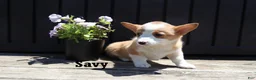 Welsh Corgi Pembroke dogs for sale: Savy - Ad 4