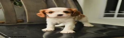 Cavalier King Charles Spaniel dogs for sale: Spirit - Ad 5