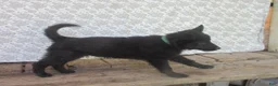 German Shepherd dogs for sale: Chief - Ad 3