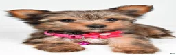 Yorkshire Terrier dogs for sale: Jana - Ad 6