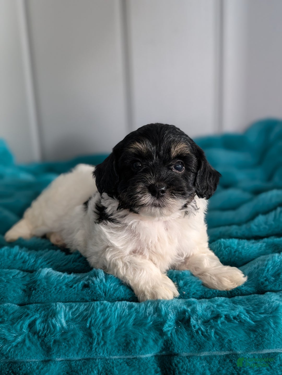 Havapoo dogs for sale: Oscar  - Ad 3