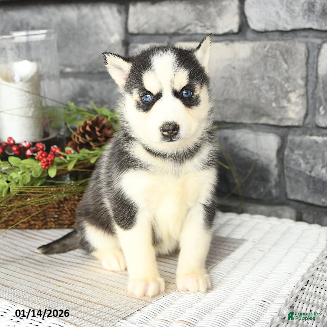 Siberian Husky dogs for sale: Lily - Ad 3