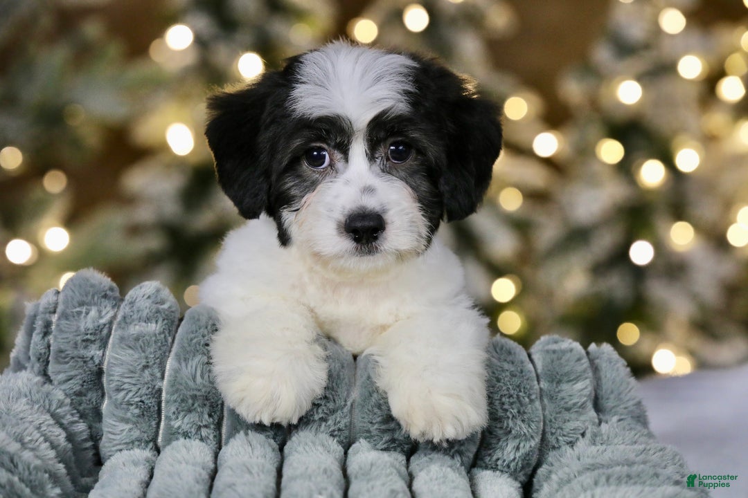 Teddy Bear dogs for sale: Elfie - Ad 9