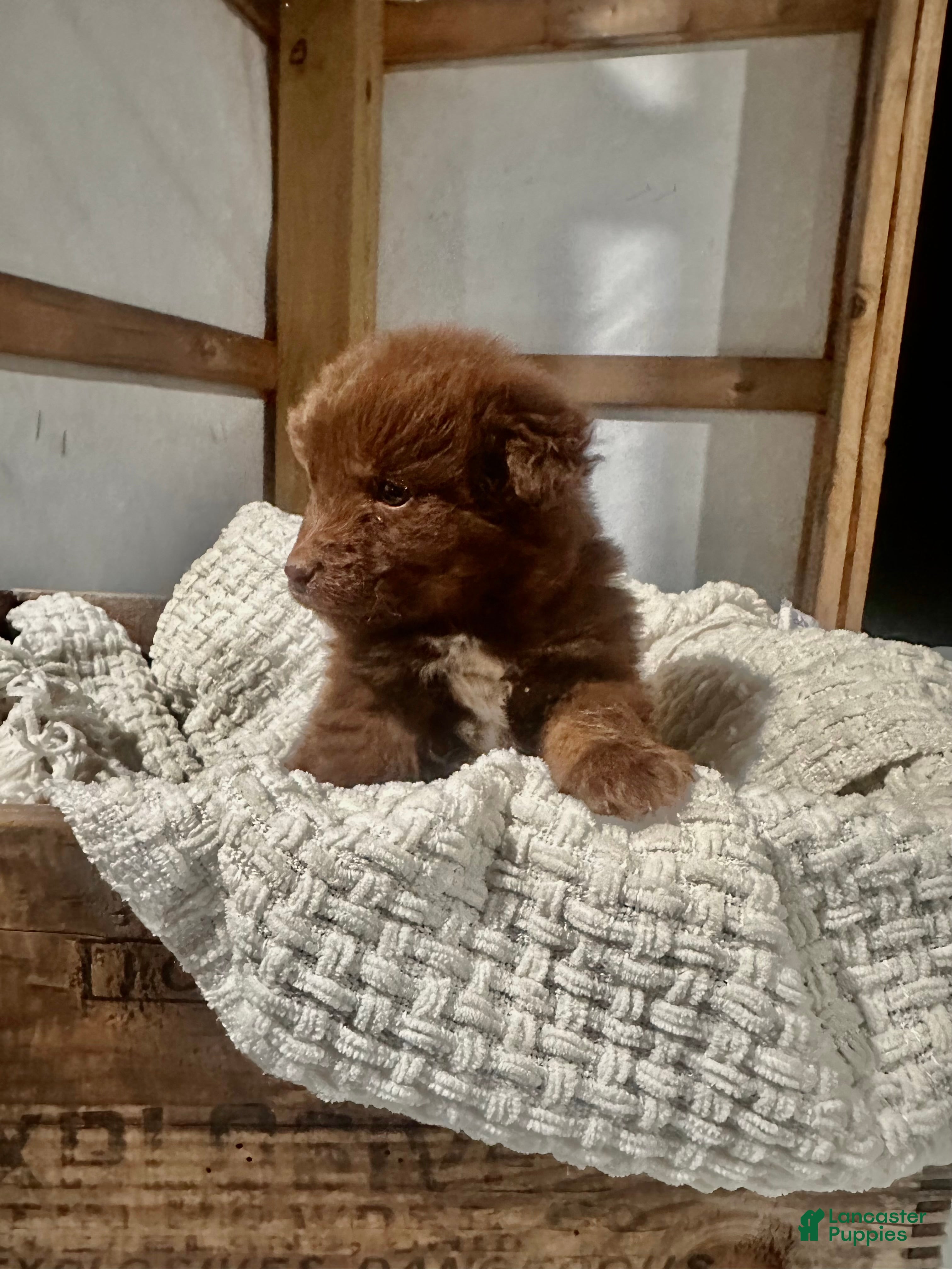 Aussiedoodle dogs Channing - Ad 39