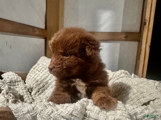 Aussiedoodle dogs Channing - Ad 30