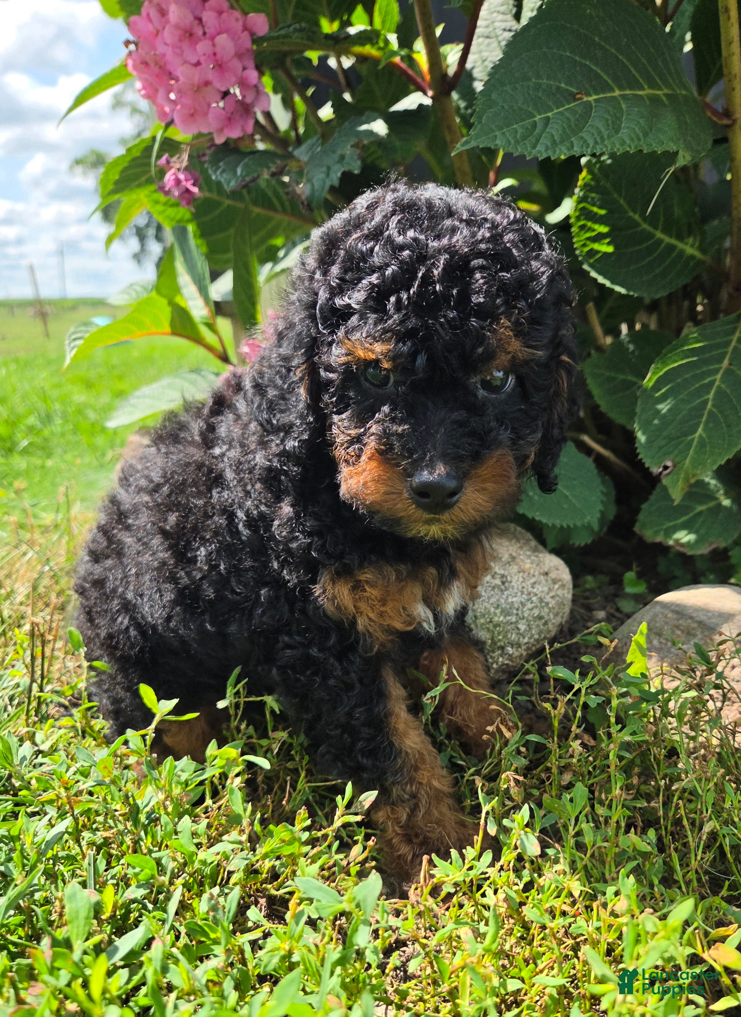 Miniature Poodle dogs Zeke - Ad 1