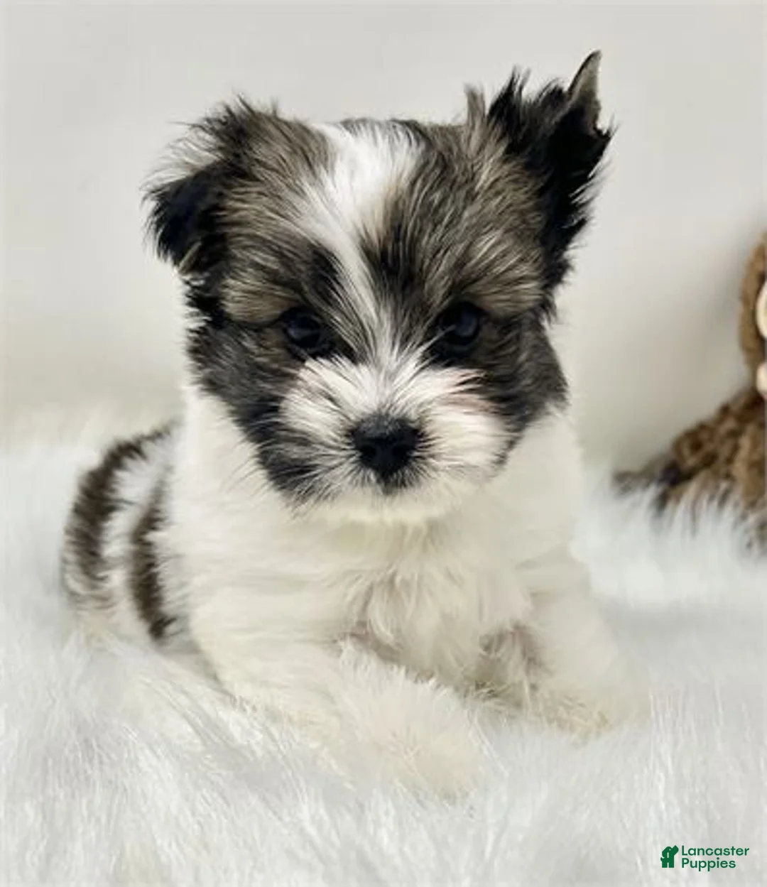 Biewer Terrier dogs for sale: Biewer Terrier Puppy 1 - Ad 2