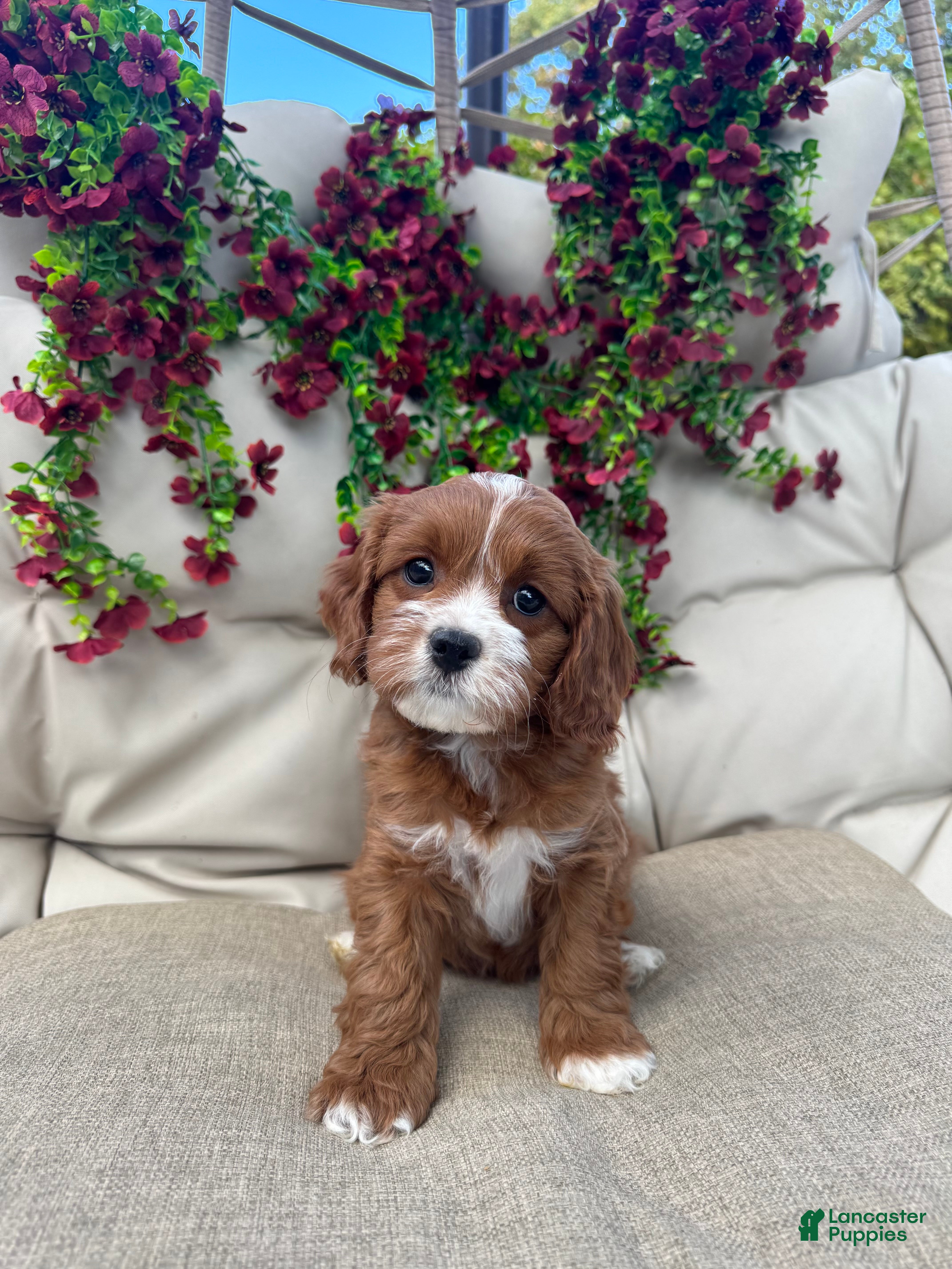 Cavapoo dogs Cherry - Ad 10