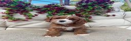 Cavapoo dogs for sale: Cherry - Ad 1