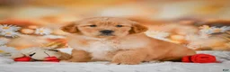 Golden Retriever dogs for sale: Rosie - Ad 3