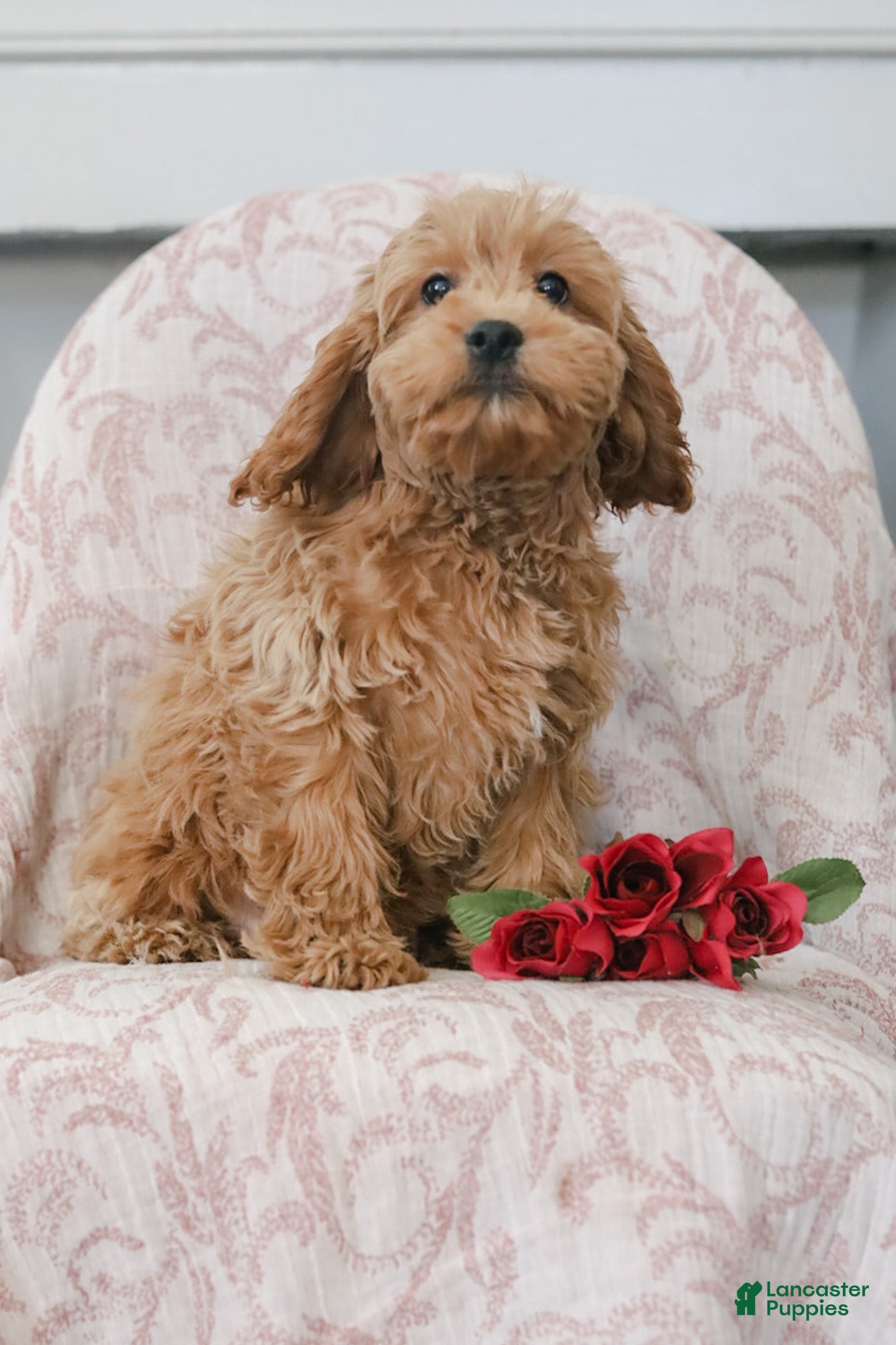 Cockapoo dogs Joy - Ad 2