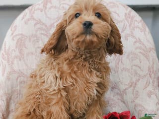 Cockapoo dogs Joy - Ad 2