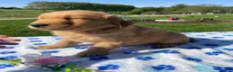 Golden Retriever dogs for sale: Buddy - Ad 3