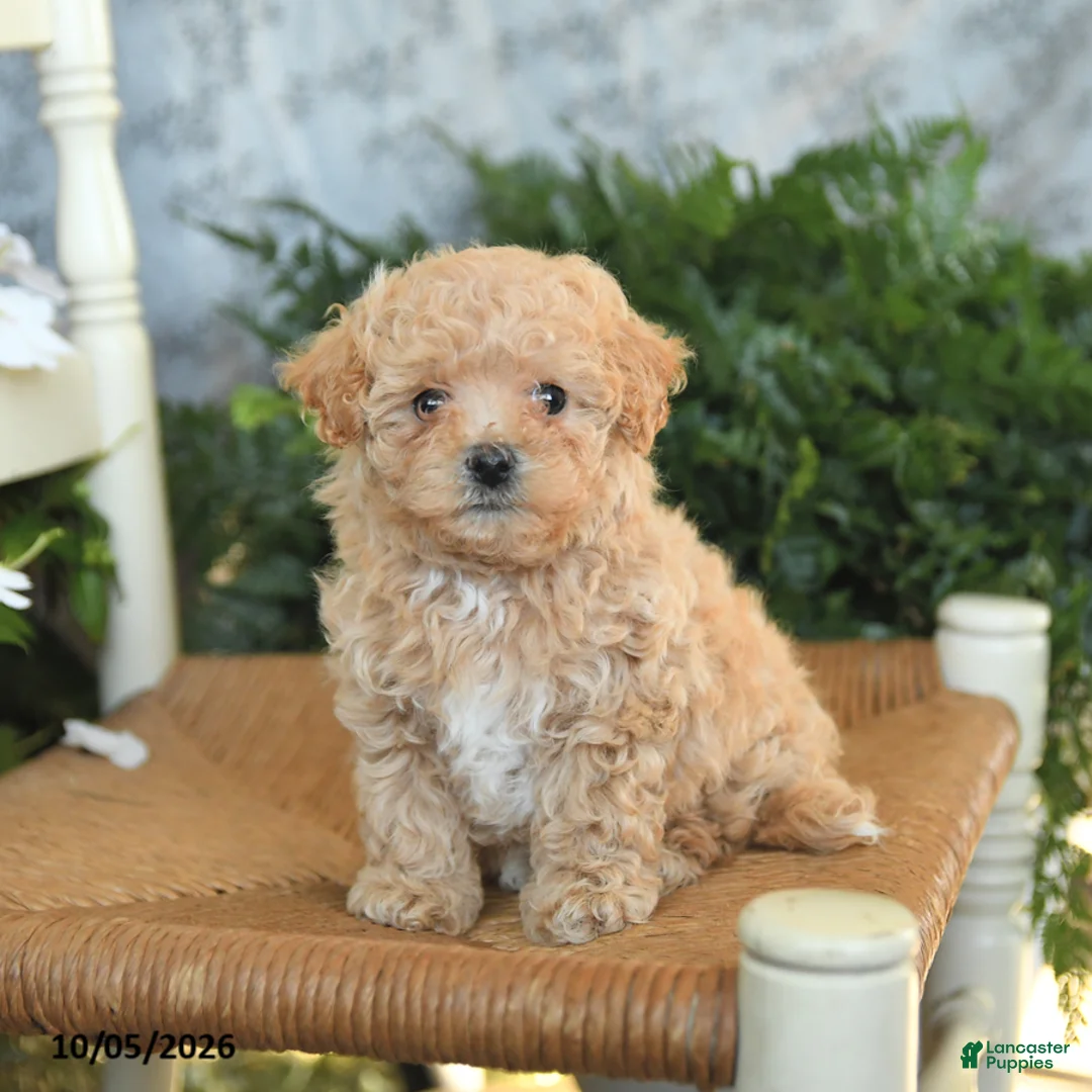 Maltipoo dogs for sale: Honey - Ad 1