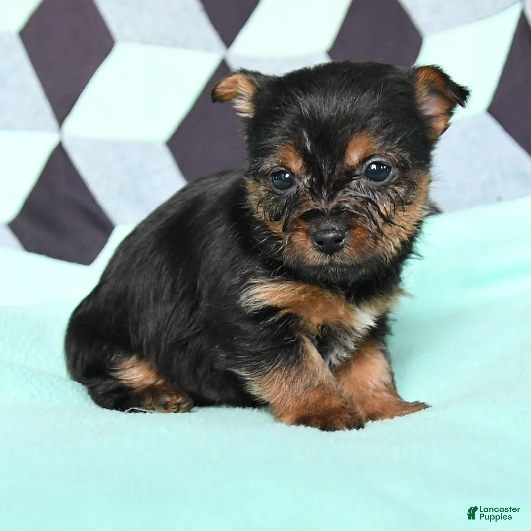 Yorkshire Terrier dogs for sale: Vance - Ad 2