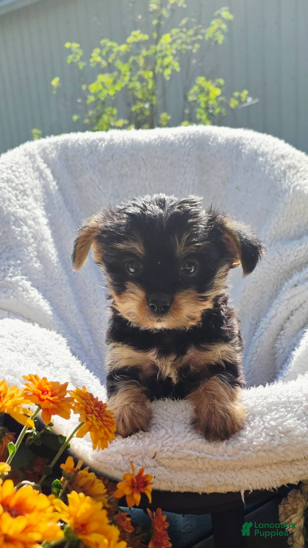 Yorkshire Terrier dogs for sale:  Jack - Ad 2