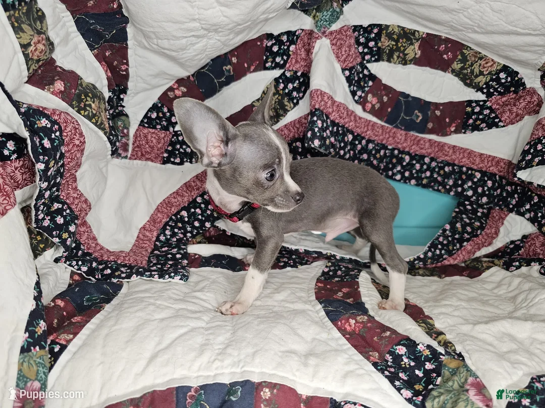Chihuahua dogs for sale: Logan's Run (Blue Coat) - Ad 5