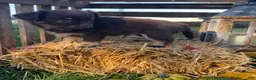Chihuahua dogs for sale: Bingo - Ad 4