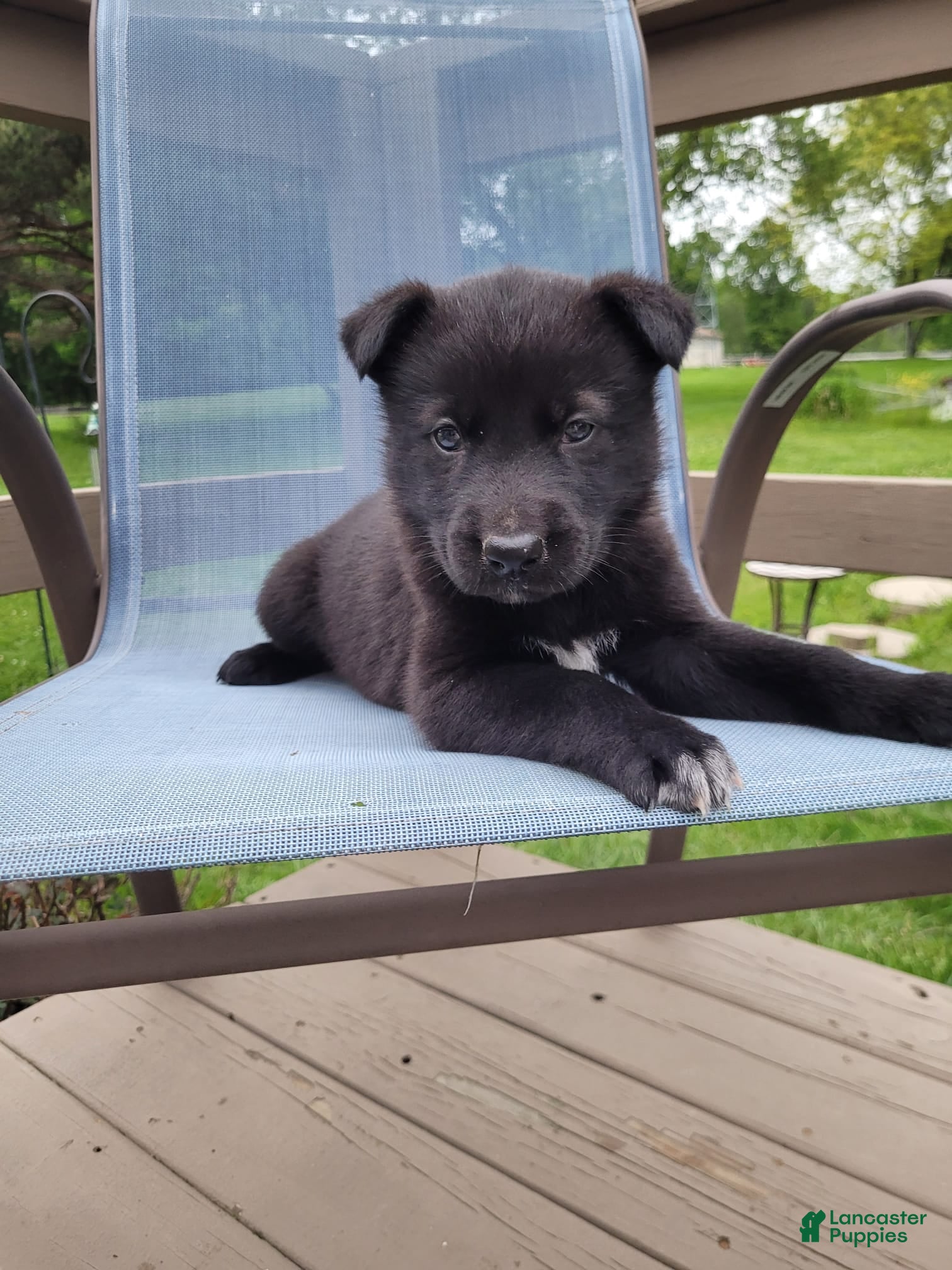 Mixed Breed dogs Loki - Ad 2