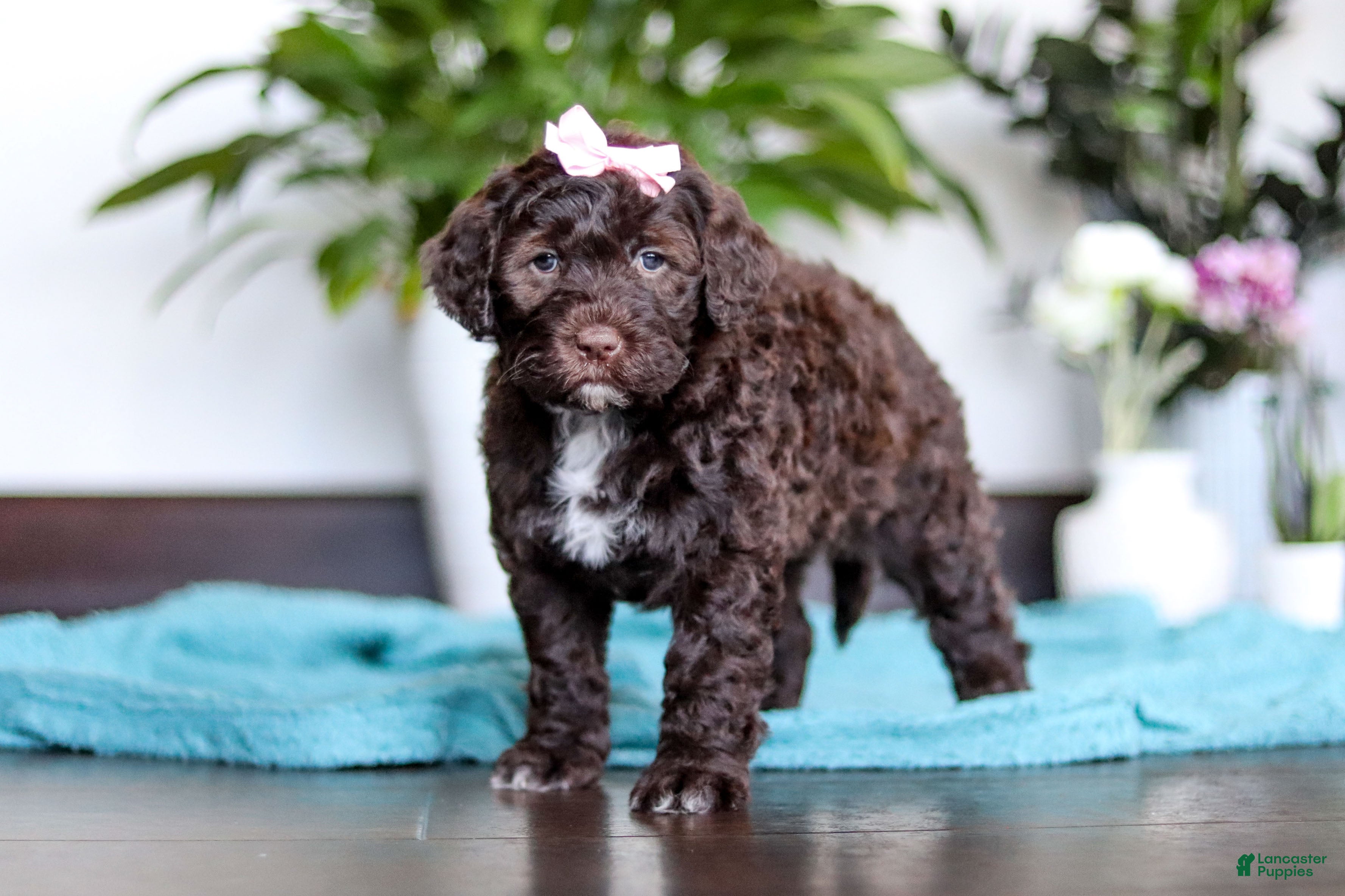 Portuguese Water Dog dogs Molly - Ad 2