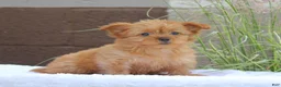 Yorkshire Terrier dogs for sale: Macy - Ad 7