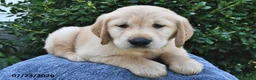 Golden Retriever dogs for sale: Alfie - Ad 3
