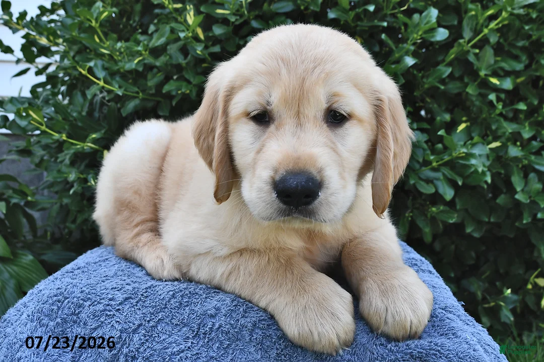 Golden Retriever dogs for sale: Alfie - Ad 3