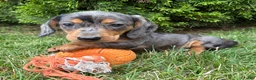 Dachshund dogs for sale: Sullivan - Ad 3