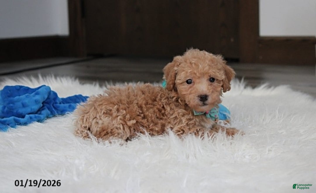 Bichpoo dogs for sale: Rowan - Ad 2