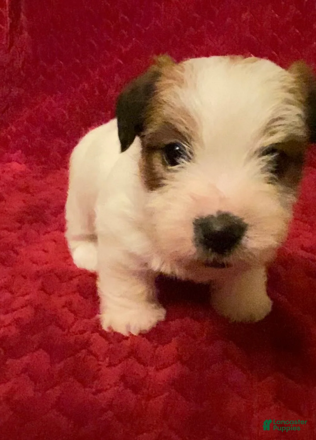 Jack Russell Terrier dogs for sale: Jack Russell Terrier Puppy 5 - Ad 8