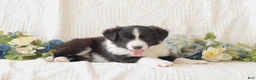 Border Collie dogs for sale: Lila - Ad 3