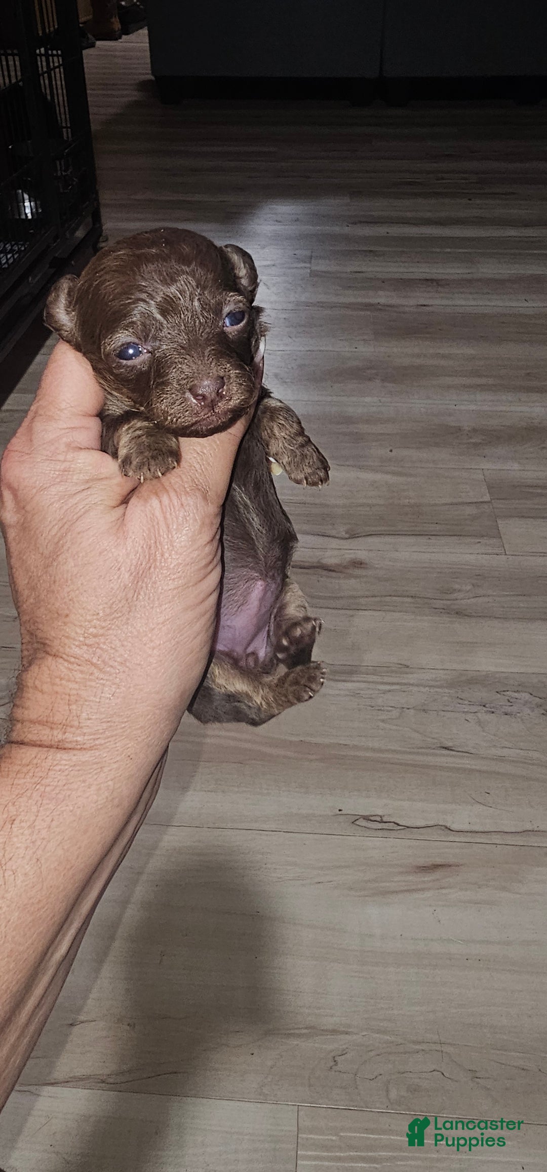 Toy Poodle dogs for sale: Kunzy's girl - Ad 2