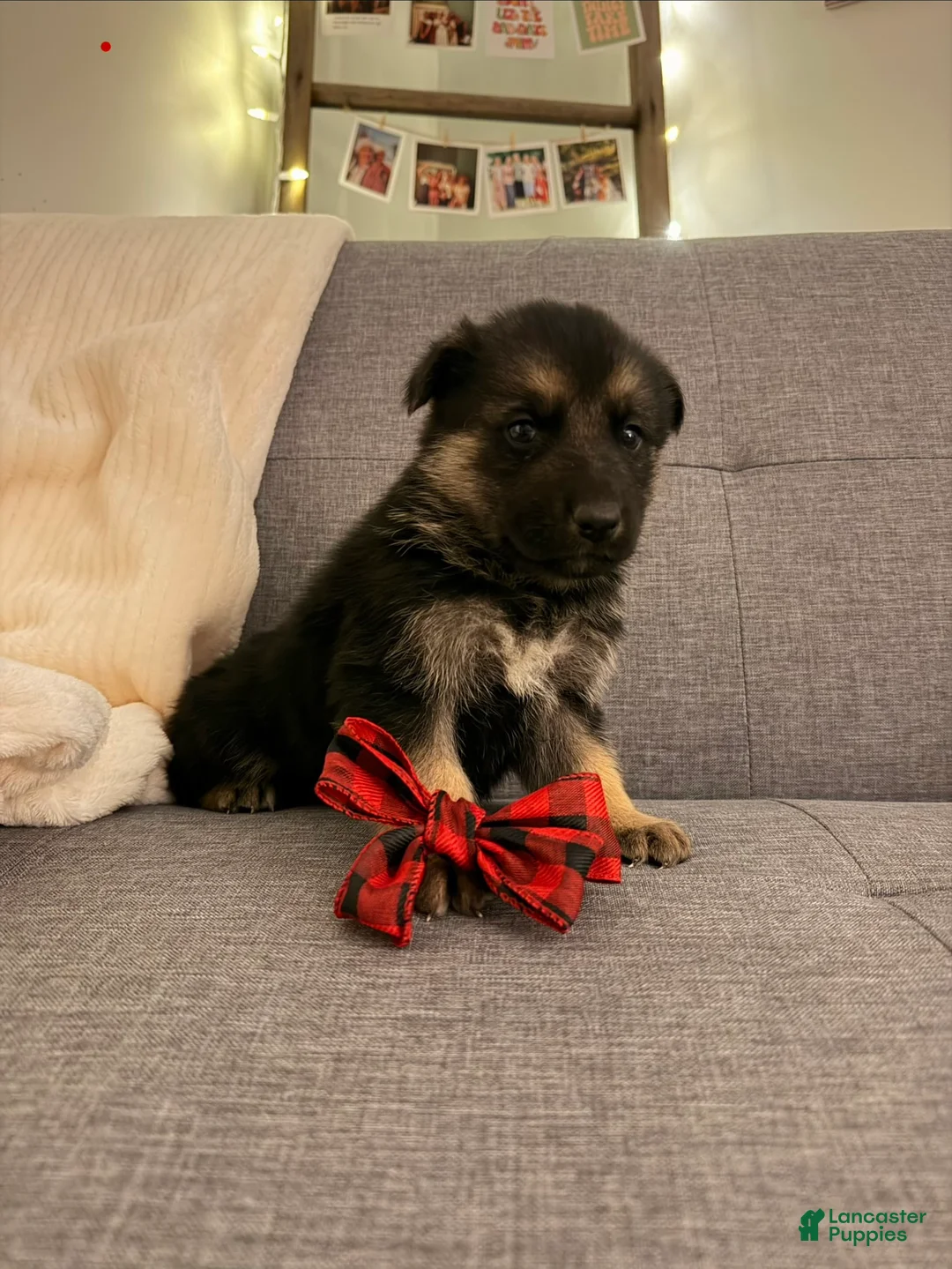German Shepherd dogs for sale: German Shepherd Puppy 1 - Ad 1