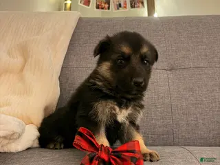 German Shepherd dogs German Shepherd Puppy 1 - Ad 10