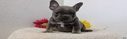 French Bulldog dogs for sale: Teddy - Ad 8