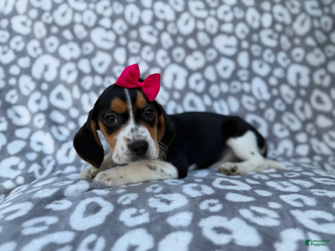 Beagle dogs for sale: Velma - Ad 8